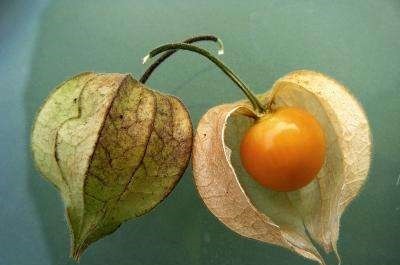 美化环境的好帮手，以前遍地都是，现在却要买，遇到就带回家吧