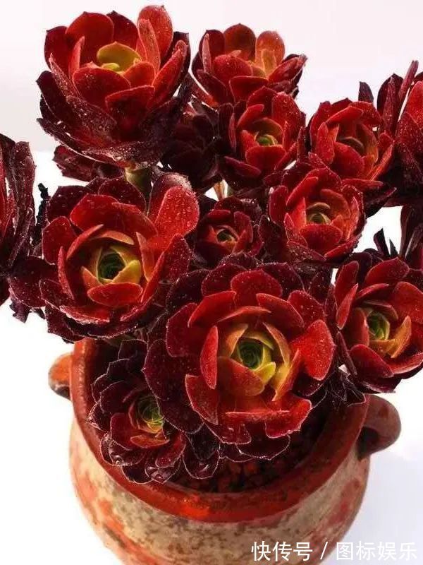 遇见，是一生！遇见多肉，是我的余生和全部！