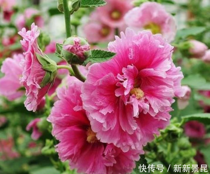 家里养上4种花,全年开花不断,养在阳台,轻松开成花海!