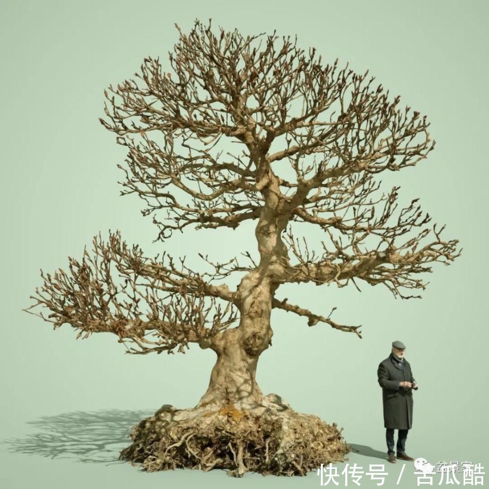 植物体|玩好盆景不容易，玩死它却是手到擒来