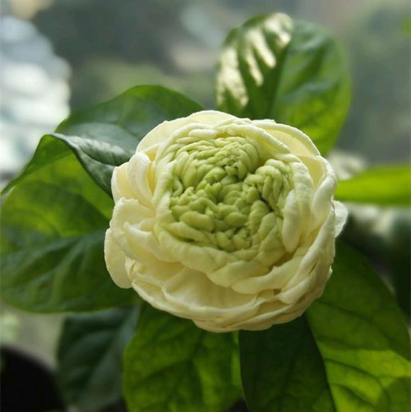 养茉莉其实很简单，只要迎着喜好走，花开满室香！