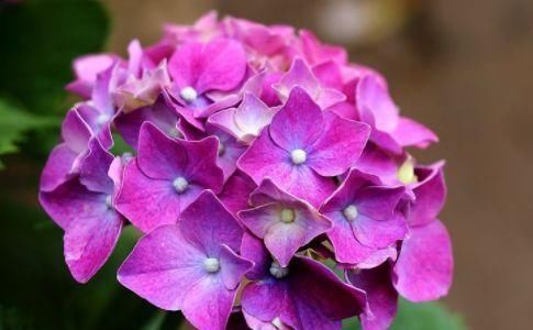 黄瓜|人到中年，常吃三种食物，排毒护肤，刮油消脂，清理肠胃