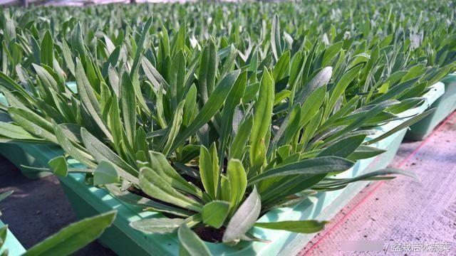  好吃|这种野菜，比荠菜、马齿菜好吃多了它叫面条菜，你吃过吗