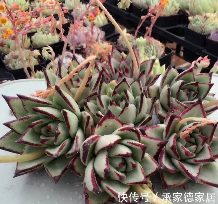 施肥|养多肉植物乌木，掌握住3点，盆栽长势越来越猛，叶肥色艳