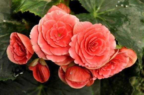 牵牛花|4种花美的出奇,花好看名字也好听,新手也能样很好