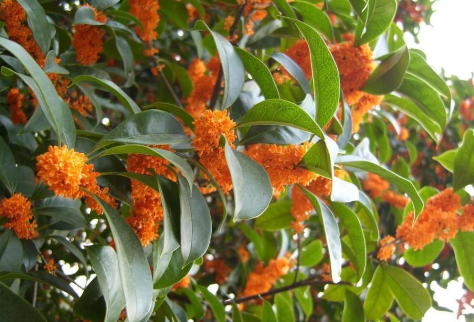 富人不再养花,只养三种树,越来越富的原因找到了,家人一生平安