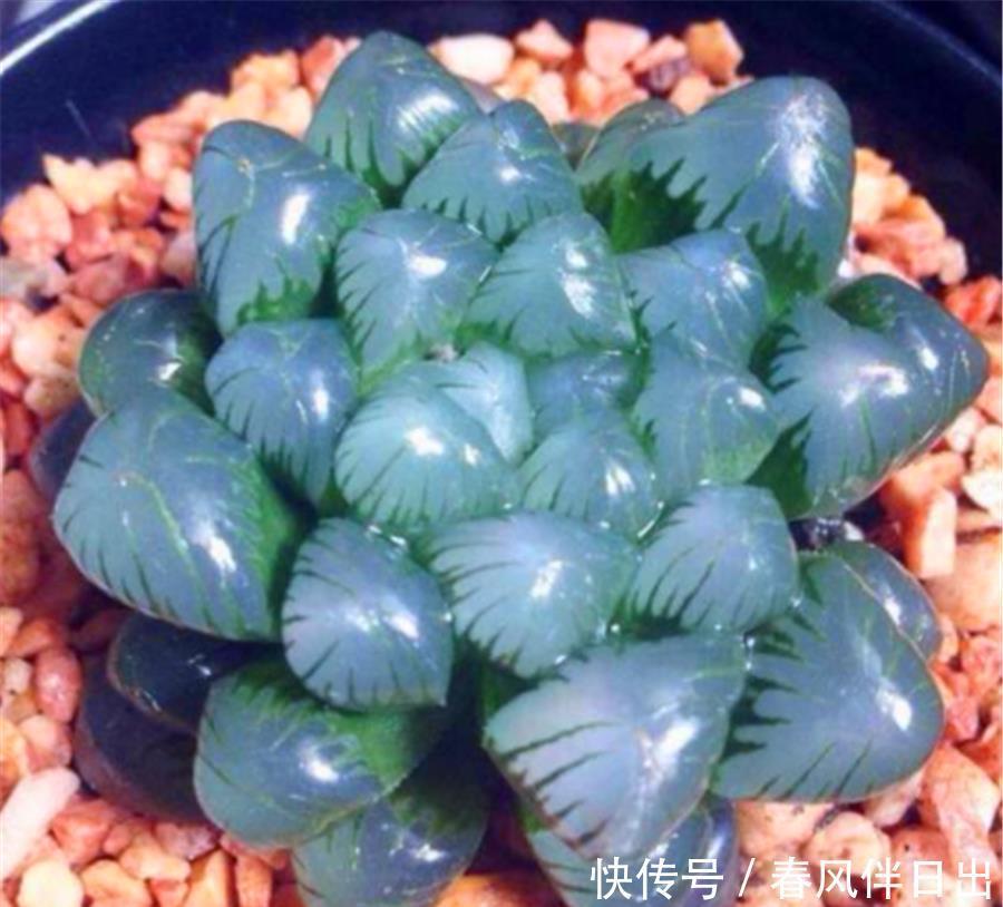 阿勇|玉露也能养爆盆,学会5个小技巧,晶莹剔透分枝多