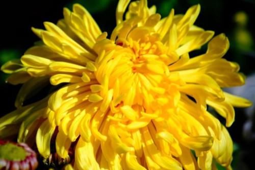 猕猴桃|马上就要到秋季了，多吃3种食物，淡化皱纹，爱美女士要多吃