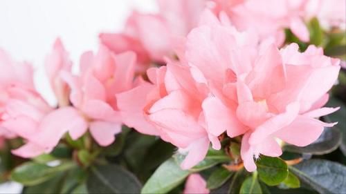 杜鹃花有花蕾的时候还能往花苞上喷水吗？为什么？