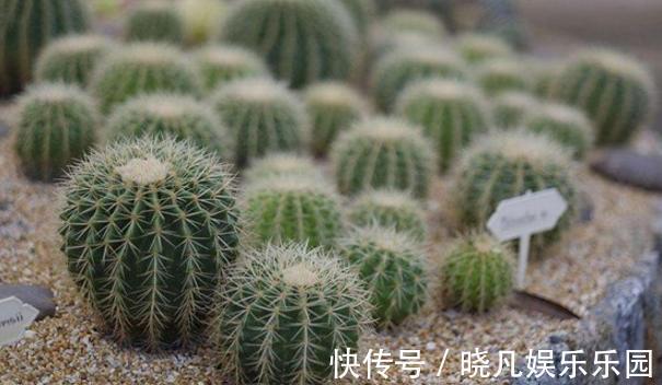 卧室|卧室养花不了解这些,随意盆栽可能会引发失眠、没精神、一身病