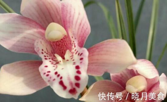 此兰被誉为香花之王,建兰极品红素,兰香浓郁醇正,好养易活