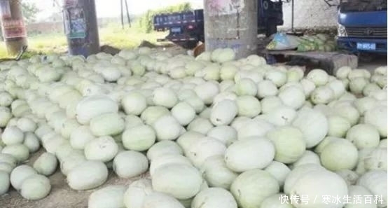水果|农村一种瓜比较稀有，许多农民不认识，城里卖几十块一斤还买不到