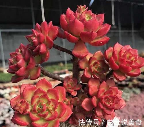 叶子|4种多肉,对待新手很友好,丢土里就能活,一年长成一大群