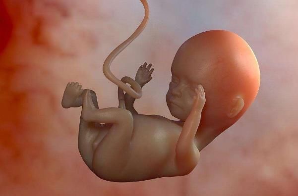 怀孕103天胎儿图片图片