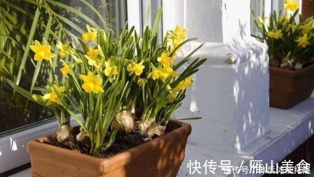 花卉|养花“嫌”住房没阳光，这4种花卉，适合阴凉处养护，同样能开花！