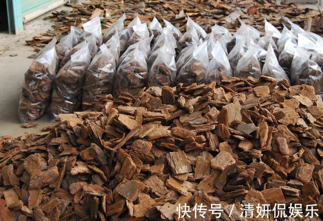 烂根|入秋后，给君子兰换盆，土壤里加“2种颗粒”，1年不烂根、不黄叶
