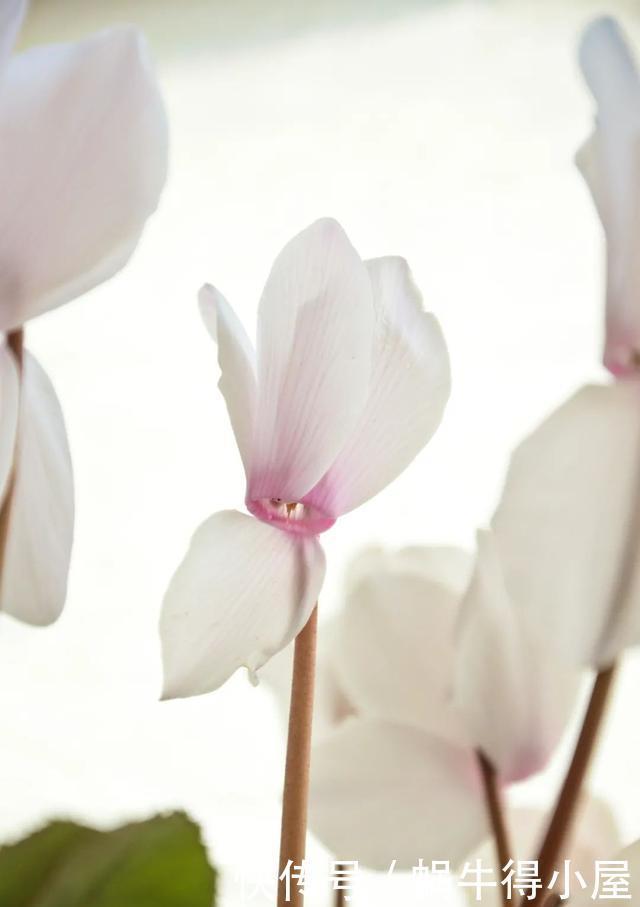 花友来稿|翩翩蝴蝶花还能开180天?看完文章你也可以