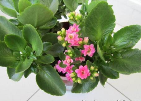 君子兰、长寿花、蟹爪兰,盆边戳个洞,加入2滴“它”,一开100朵