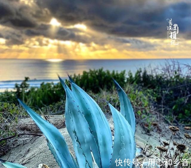 原以为龙舌兰是小家碧玉,没想到竟然可以长这么高!