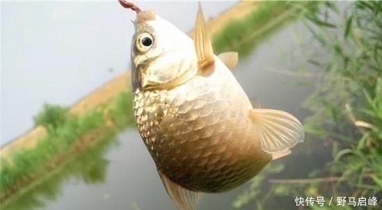 野钓最容易爆护的钓法,下钩几分钟就上鱼,没五年野钓经验玩不动