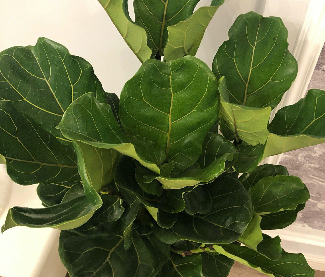 客厅养花别乱养，选5种花，好养好看，高端大气上档次