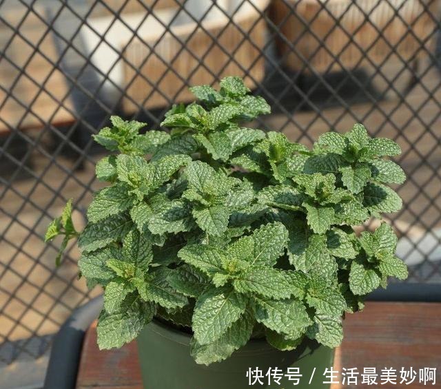 老家村里都不点蚊香原来家家户户都养这种“草”,好看耐活不贵!