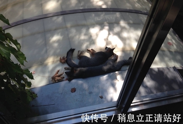邻居|Facebook总部的新邻居　密谋接管网路世界．．．