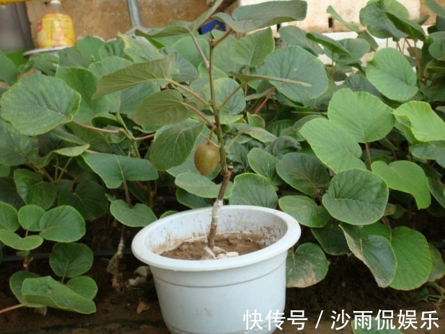 挖一勺猕猴桃塞盆里,谁知道一星期长爆盆,邻居以为花钱买的盆栽