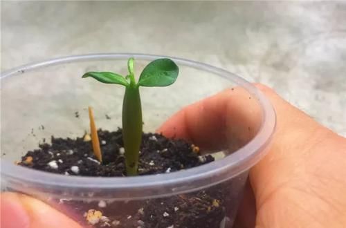 沙漠玫瑰|养这三种花，盆越小，开的花越多，放大盆还容易死