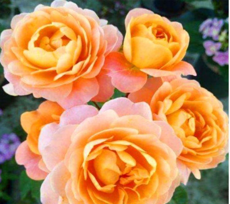 花期|4种花,扔土里就能开花,花期长,颜色丰富,年年开花美翻