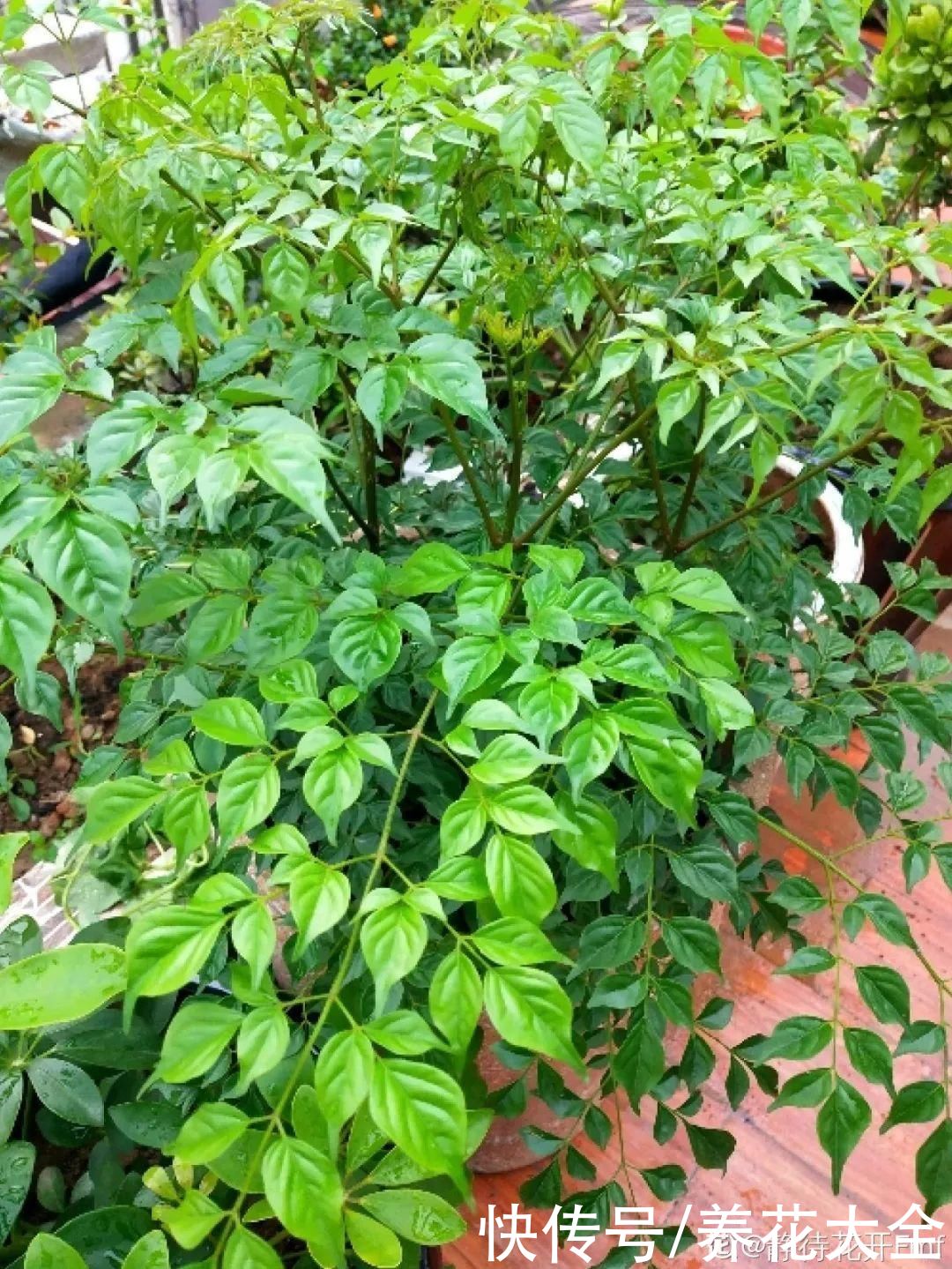 花苞|天热了，20种花最怕浇水，浇得越多，死得越快