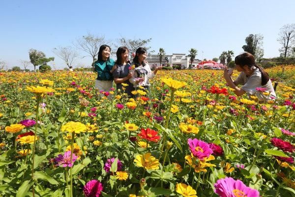 行摄武汉|百日菊开成花海，乡村游持续火爆 | 百日菊