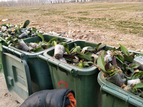 空气湿度|烂根的蝴蝶兰别扔,学会这么做,猛窜花枝,年年都开花