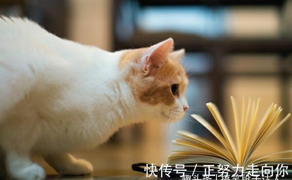 |搞笑段子:猪肉女老板追我两条街,只因让她切二十斤猪肉