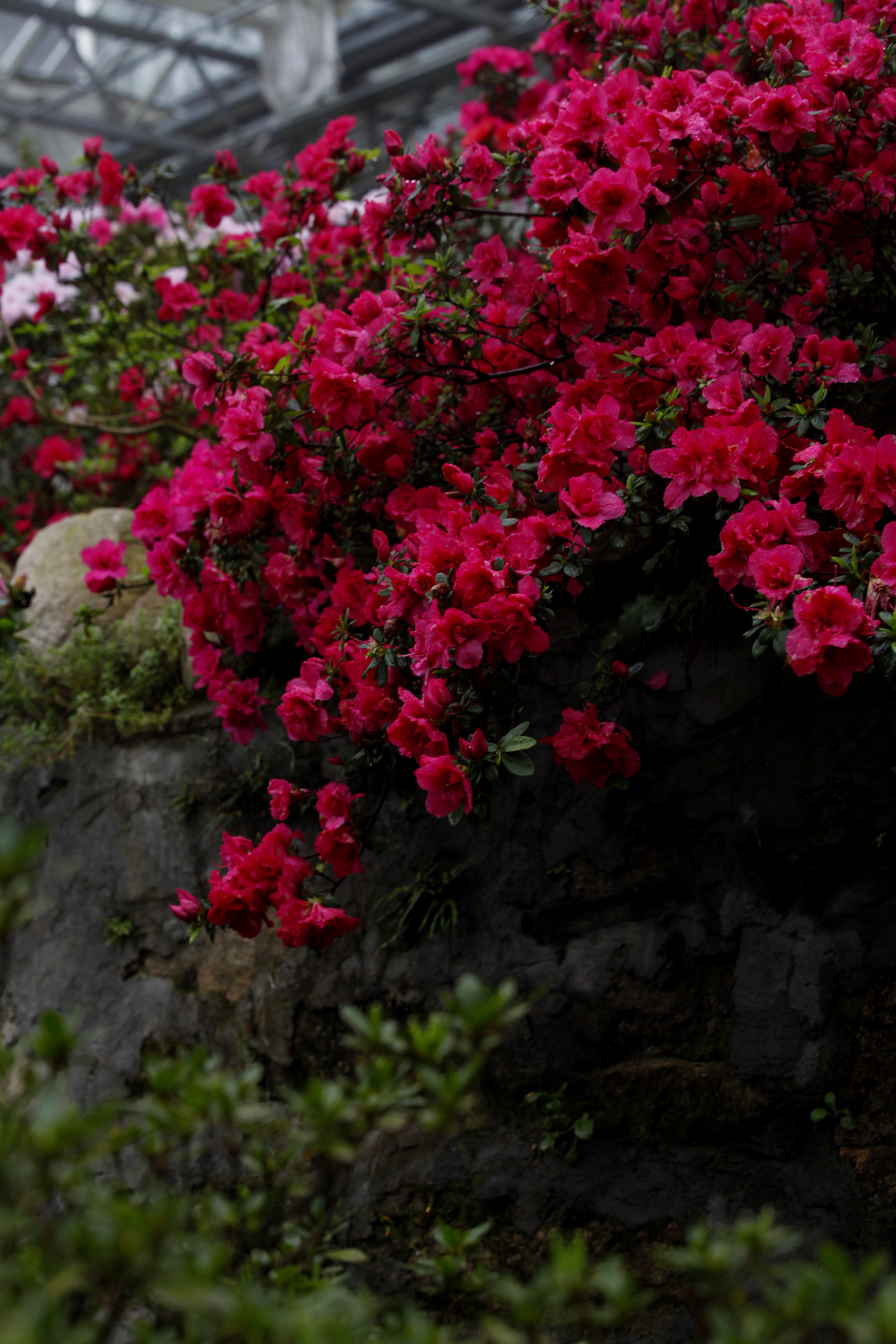 清明时节，龟峰山踏青赏花恰当时