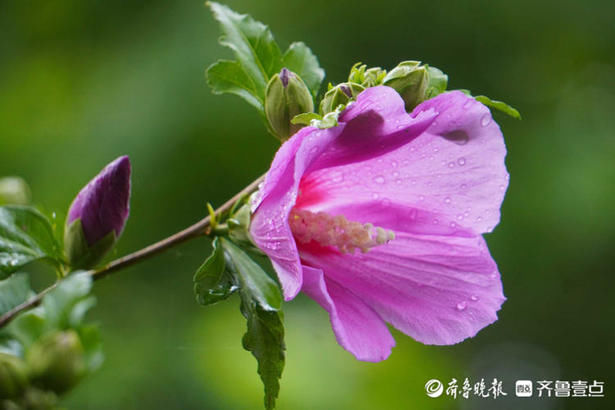 木槿|花开齐鲁｜粉嫩娇柔美美哒！济南大明湖木槿花开，你去赏花了吗