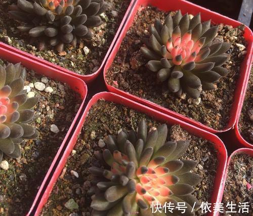 4种多肉植物,再便宜也别买,养一盆死一盆,浪费钱!