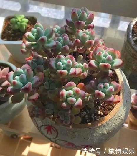 可以拯救多肉的两大技巧，让多肉变丰满，不知道可亏大了