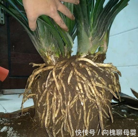 户外挖“2种土”养花，君子兰长得像“大白菜”，茉莉花“爆盆”