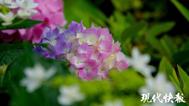 绣球花|绣球“组团开放”，去南京绣球公园赴一场“花花的约会”