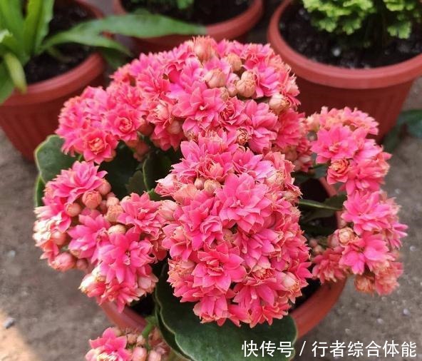 如果工作太忙没时间,家中养这4种花,基本不用管,开花非常美!