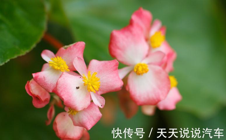 养护|三种花,开花好看还好养,养一盆家里天天有花看