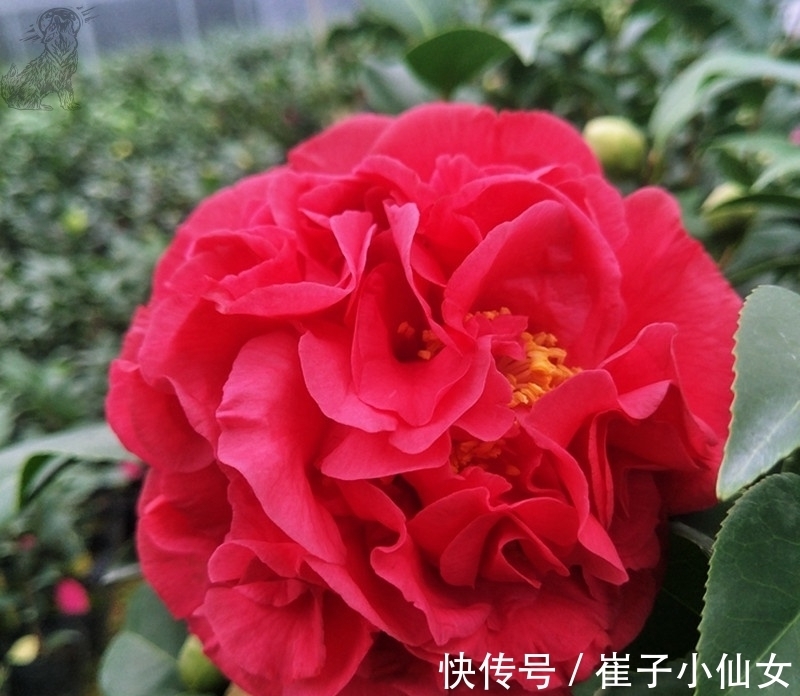 别养月季了,此花花期200多天,花大如“脸盆”,越热生长越快