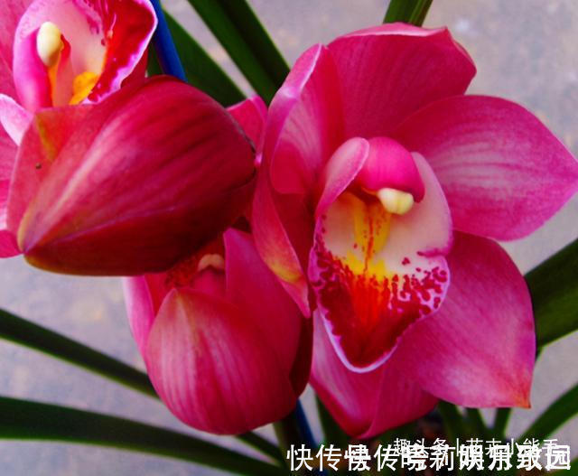 花色|此兰花,是名副其实的“开花机器”,花色鲜艳,勤花勤草还很好养