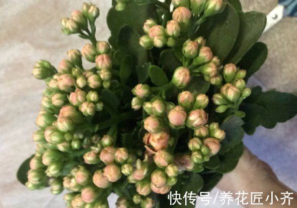 11月长寿不长花苞？给它做好“3件事”，枝条顶部全是花