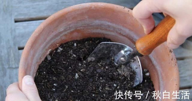 土壤有“虫卵”,3个“小步骤”做好,土壤变干净,花卉不烂根