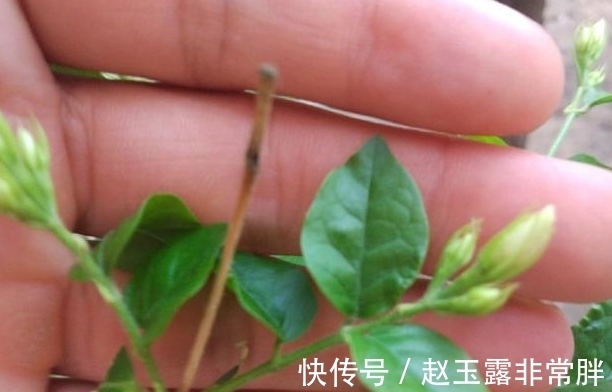 茉莉|茉莉花谢之后该怎么修剪，花农告诉你不用管，也能开满花