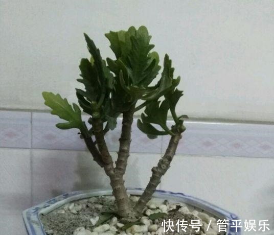 四季都能开花,长寿花养成老桩,“修剪”要跟上!