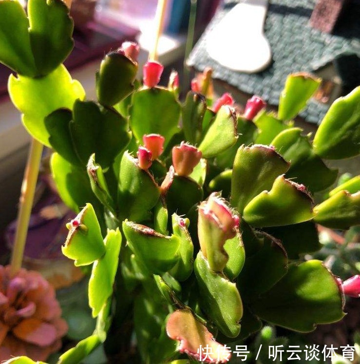 花芽|蟹爪兰长出这种叶子,立马掰掉它,嗖嗖冒花苞!