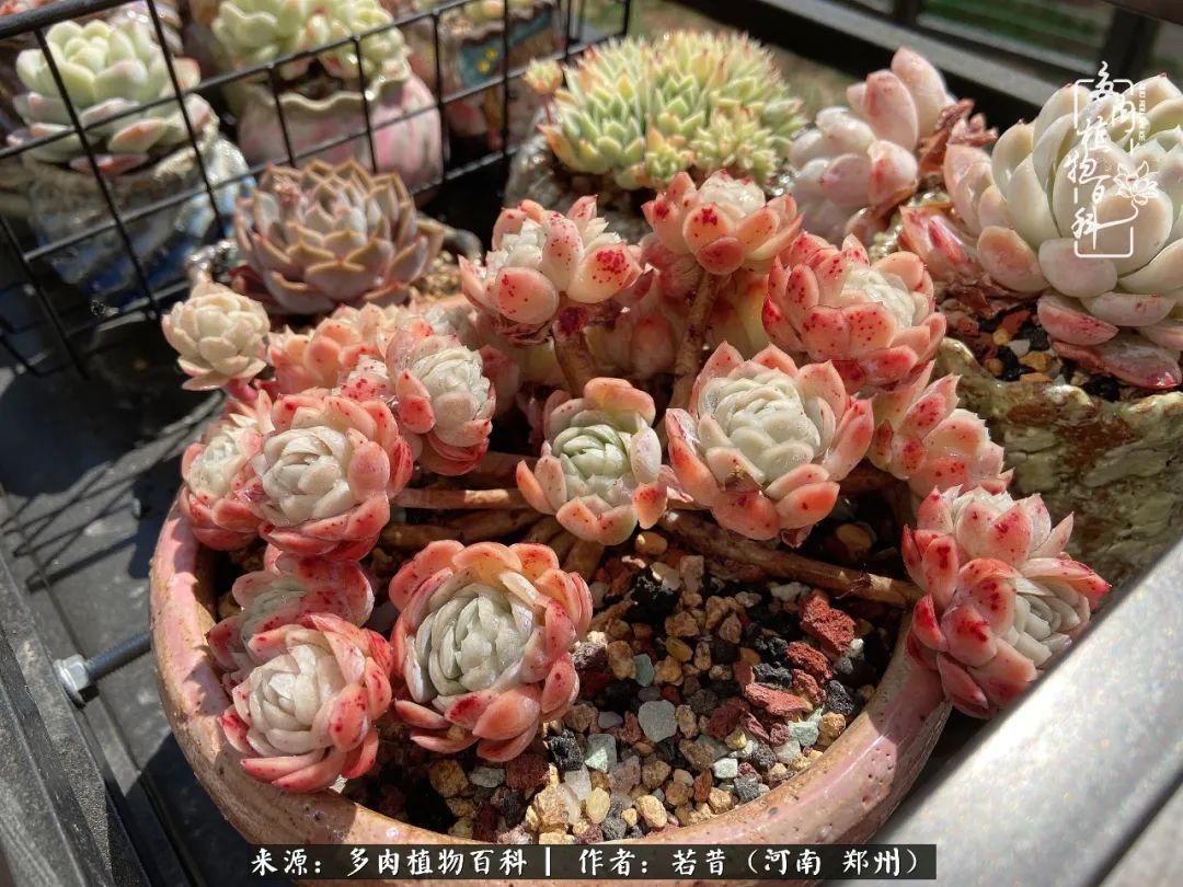 迷你小院儿，种满多肉、花草和蔬果，沉醉在自己的世外桃源！